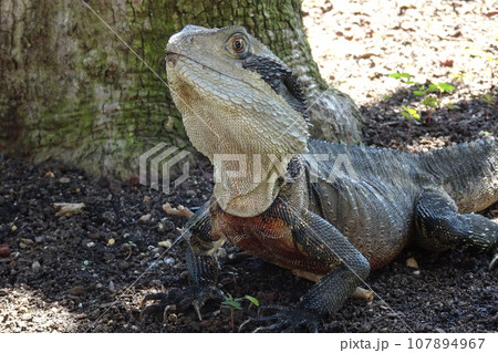Close up portrait of an Eastern Water Dragon, 107894967