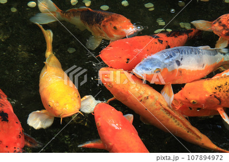 Japanese koi fish or carp swim in the pond. 107894972