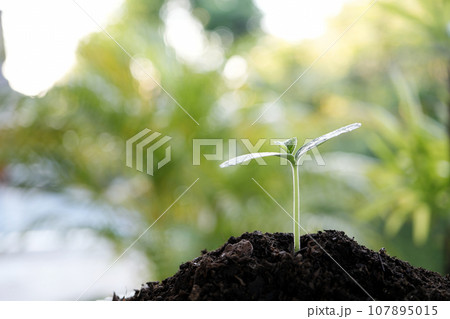 small growing tree sprout closeup small growing tree sprout closeup 107895015