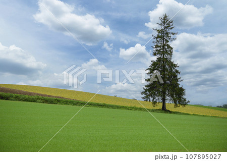 北海道 美瑛の「クリスマスツリーの木」 北海道 美瑛の「クリスマスツリーの木」 107895027