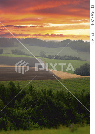 朝霧に包まれる美瑛の丘 107895033