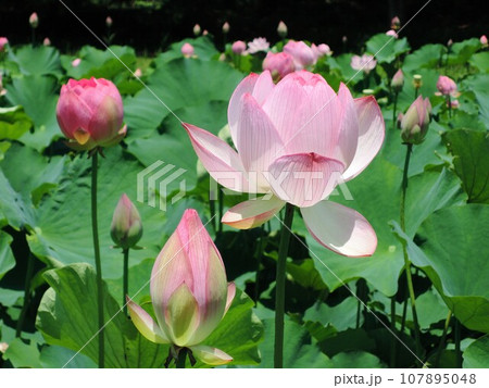 古河公方公園の凛とした大賀ハス 107895048