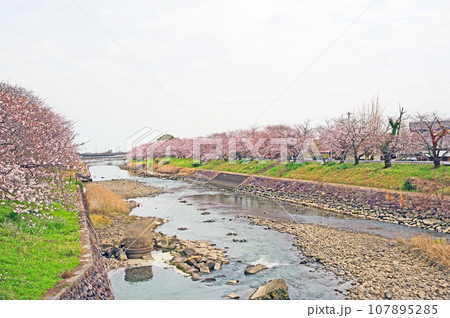 福岡県豊前市の花見スポット岩丸川堤防桜並木 福岡県豊前市の花見スポット岩丸川堤防桜並木 107895285