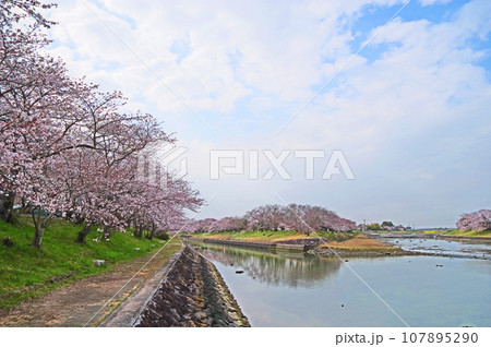 福岡県豊前市の花見スポット城井川堤防桜並木 107895290