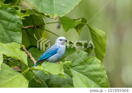 Blue-gray tanager, Thraupis episcopus, La Fortuna Volcano Arenal, Costa Rica wildlife Blue-gray tanager, Thraupis episcopus, La Fortuna Volcano Arenal, Costa Rica wildlife 107895908
