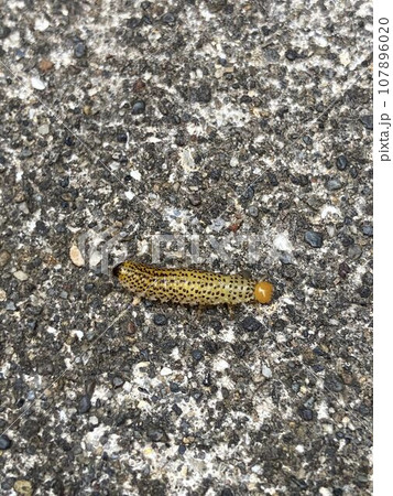 ルリチュウレンジの幼虫 ルリチュウレンジの幼虫 107896020