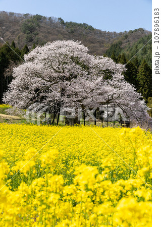 満開の桜と菜の花畑のある風景2 満開の桜と菜の花畑のある風景2 107896183