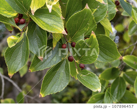 実が付いているエノキの木 107896457