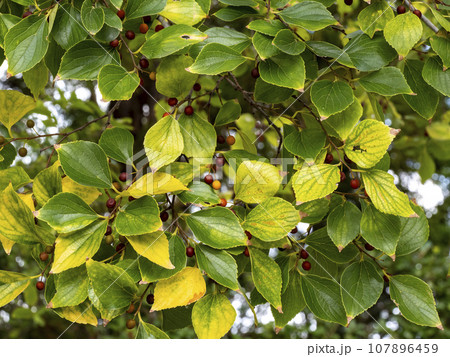 実が付いているエノキの木 107896459