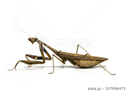 白背景のコカマキリ 107896475