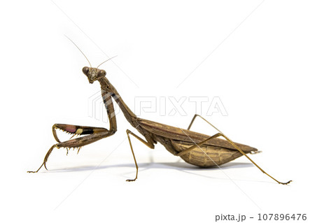 白背景のコカマキリ 白背景のコカマキリ 107896476