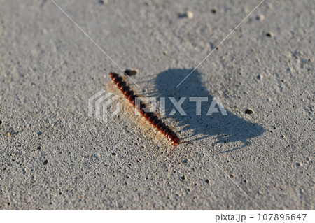 ヤスデの仲間 ヤスデの仲間 107896647