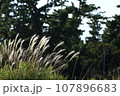風に揺れるススキ 107896683