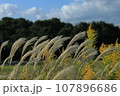 秋の空に揺れるススキ 107896686