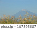 秋の青空に映える冠雪した富士山とススキ 107896687