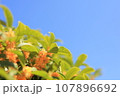 青空に映えるキンモクセイの花 107896692