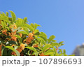 青空に映えるキンモクセイの花 107896693