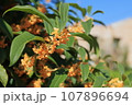 キンモクセイの花 107896694