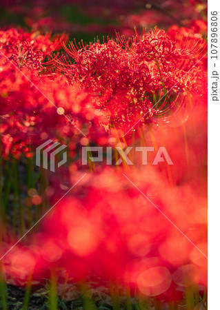 《埼玉県》秋を彩る彼岸花・巾着田曼珠沙華公園の夕暮れ 107896806