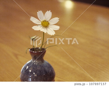 花瓶に飾られたコスモス 107897137
