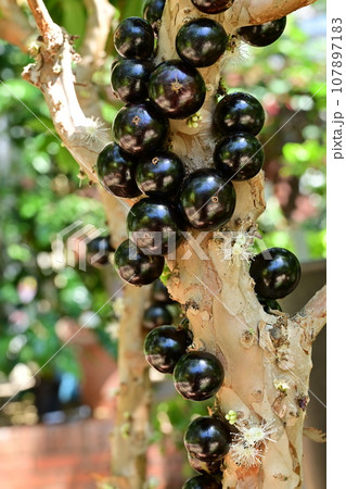 ジャボチカバ(フトトモモ科・プリニア属)フルーツ ジャボチカバ(フトトモモ科・プリニア属)フルーツ 107897183