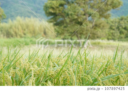 収穫間近の稲穂の写真素材 [107897425] - PIXTA