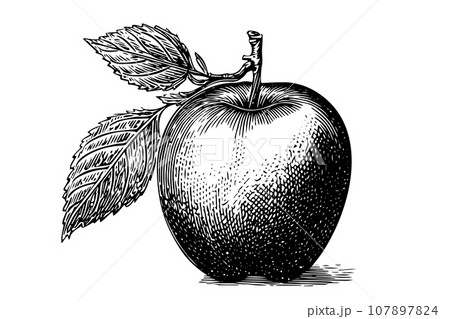 Apple fruit hand drawn ink sketch. Engravedのイラスト素材