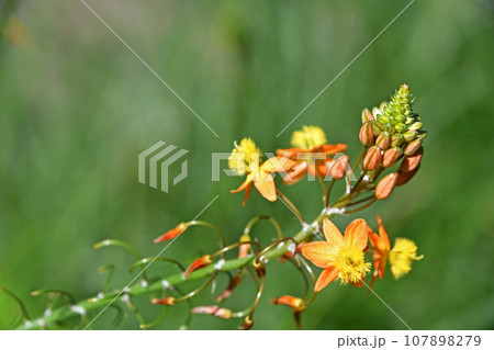 花アロエ（ブルビネ） 107898279