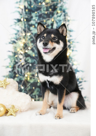 クリスマスイメージ　クリスマスツリーと笑顔の黒柴のバストアップ 107898585