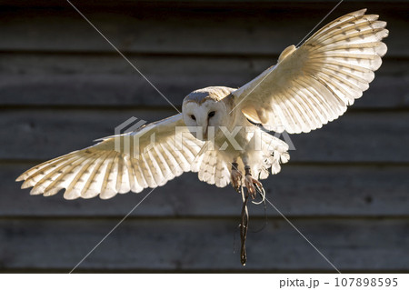 Barn owl in flight backlit with strong sunlight Barn owl in flight backlit with strong sunlight 107898595