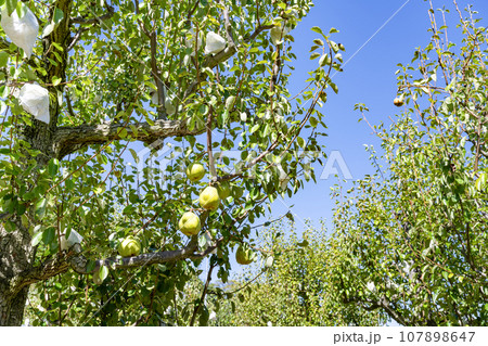 山梨県　洋梨農園 107898647
