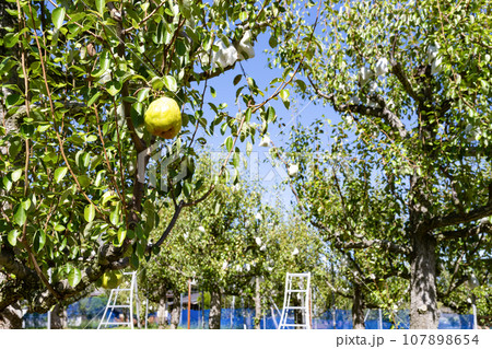 山梨県 洋梨農園 山梨県 洋梨農園 107898654