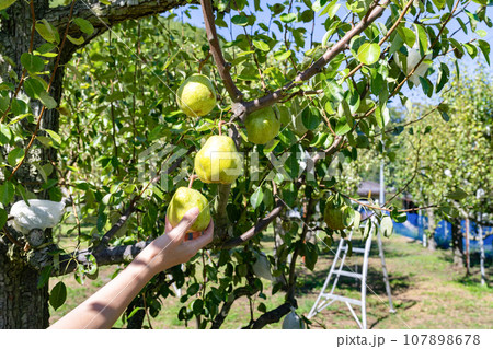 山梨県 洋梨の収穫 洋梨狩り 山梨県 洋梨の収穫 洋梨狩り 107898678