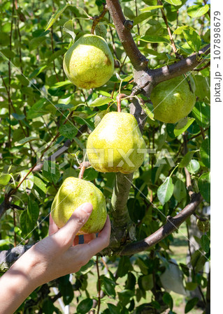 山梨県　洋梨の収穫　洋梨狩り 107898679
