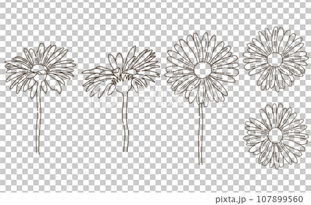 Gerbera hand drawn line drawing illustration set 107899560