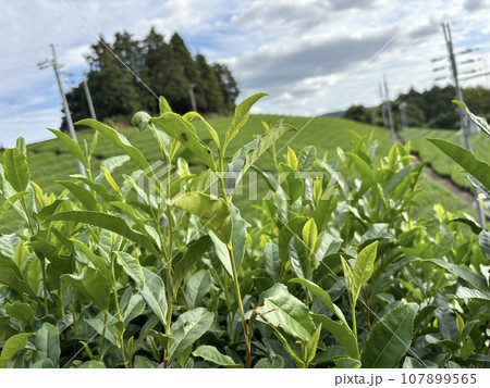 お茶の収穫。 お茶の収穫。 107899565