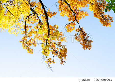Vibrant fall foliage 107900593