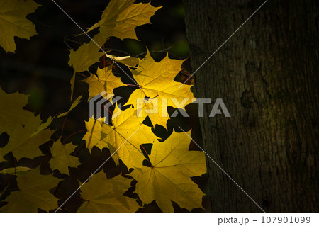 Yellow maple leaves backlit by the sun next to a tree trunk Yellow maple leaves backlit by the sun next to a tree trunk 107901099