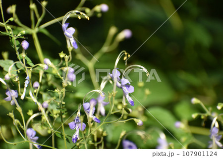 薄紫色のカリガネソウ 107901124