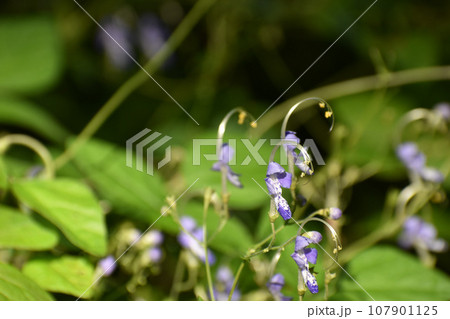 薄紫色のカリガネソウ 107901125