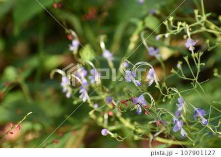薄紫色のカリガネソウ 薄紫色のカリガネソウ 107901127