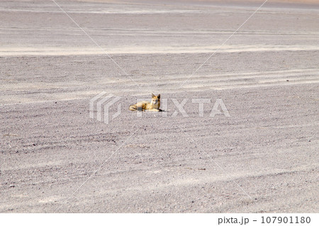 Andean fox close up,Bolivia Andean fox close up,Bolivia 107901180