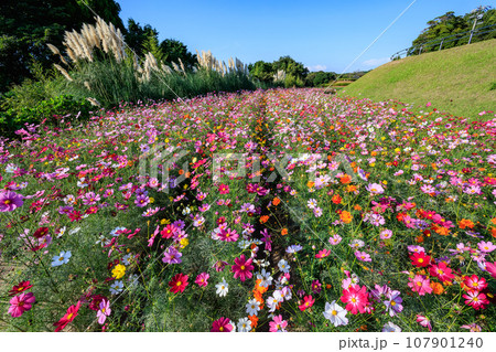 寺山いこいの広場のコスモスとパンパスグラス 107901240