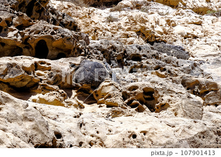 Barbary Ground Squirrel - Ajuy, Fuerteventura, Canary Islands, Spain 107901413