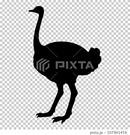 Simple and cute ostrich silhouette Simple and cute ostrich silhouette 107901459