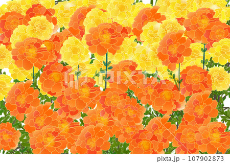 マリーゴールドの花のカード1 107902873