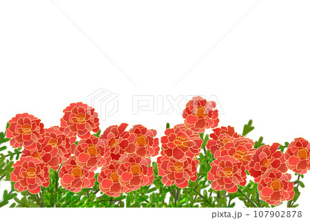 マリーゴールドの花のカード2 マリーゴールドの花のカード2 107902878