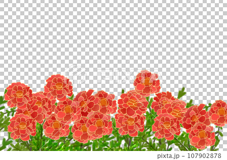 マリーゴールドの花のカード2 マリーゴールドの花のカード2 107902878