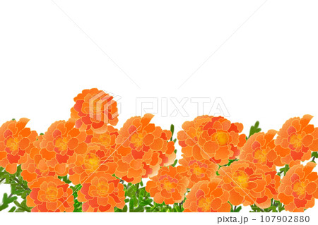 マリーゴールドの花のカード3 107902880