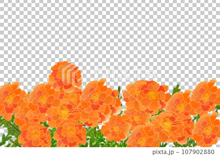 マリーゴールドの花のカード3 107902880